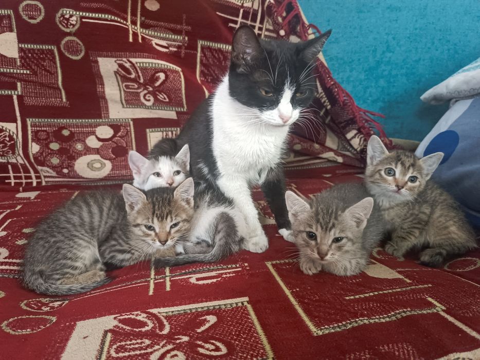 Дарю котят в добрые руки