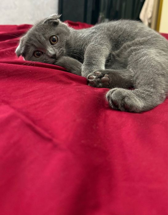 Срочно! Продается Кот Скотиш Фолд