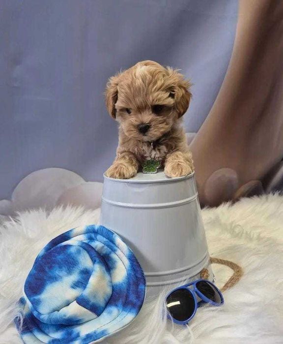 Кученце F1 Toy Maltipoo