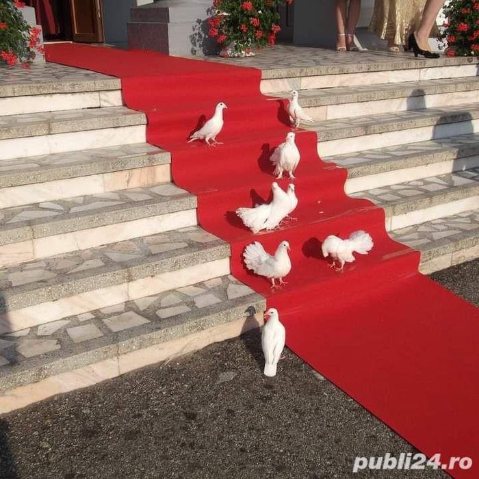 Porumbei albi pentru evenimente