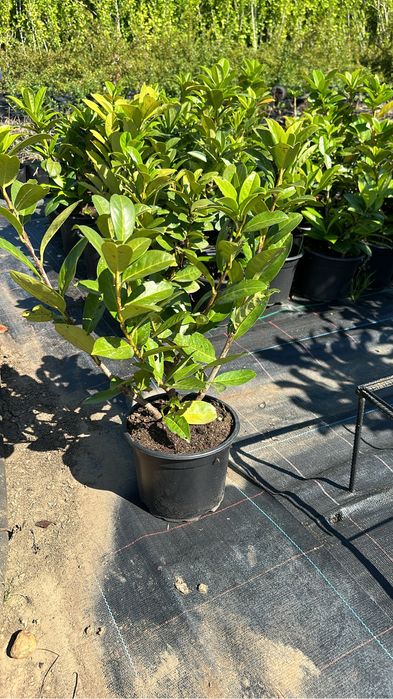 Туя даника,смарагд,глобоза,лавровишна и мн.дриги…