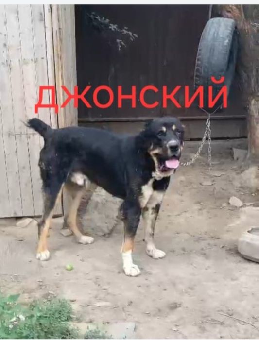 Алабай Сао щенки