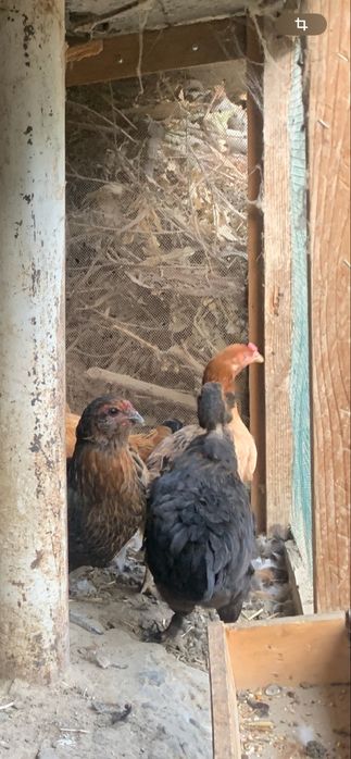 Uy tovuqlari sotuvda 5 ta tovuq 1 ta xòroz bor