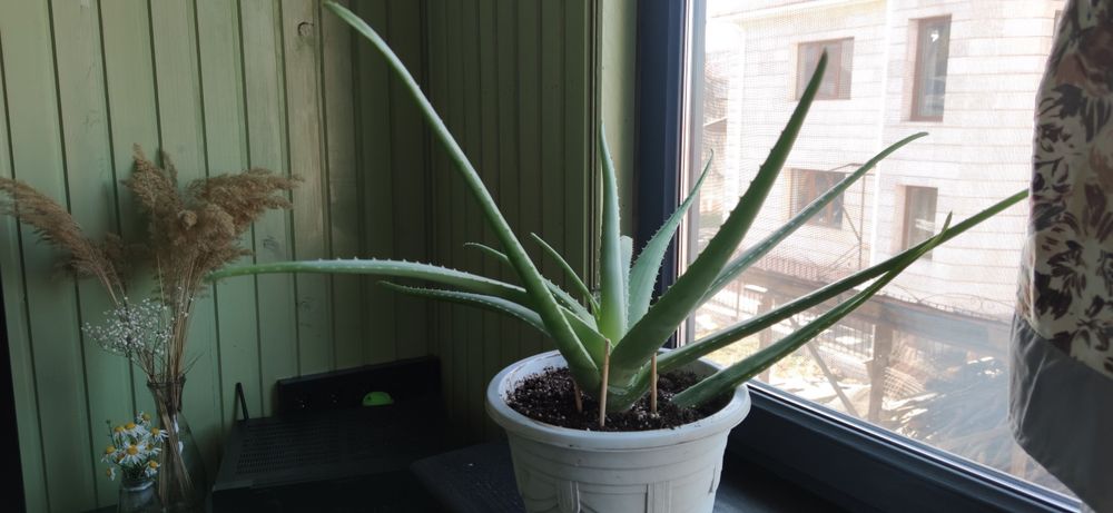 Алоэ Вера молодое