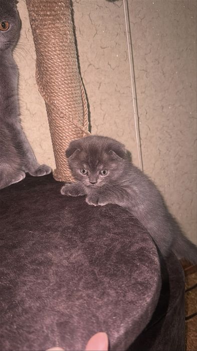 шатландская кошка