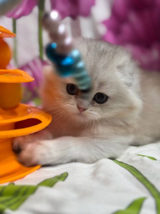 Продаётся котёнок скоттиш фолд!