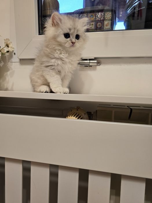 Pui pisică british longhair