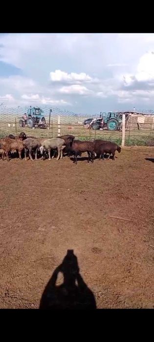 Продам баранов срочно