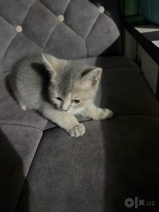 Mushuk sotiladi zotli siribriska