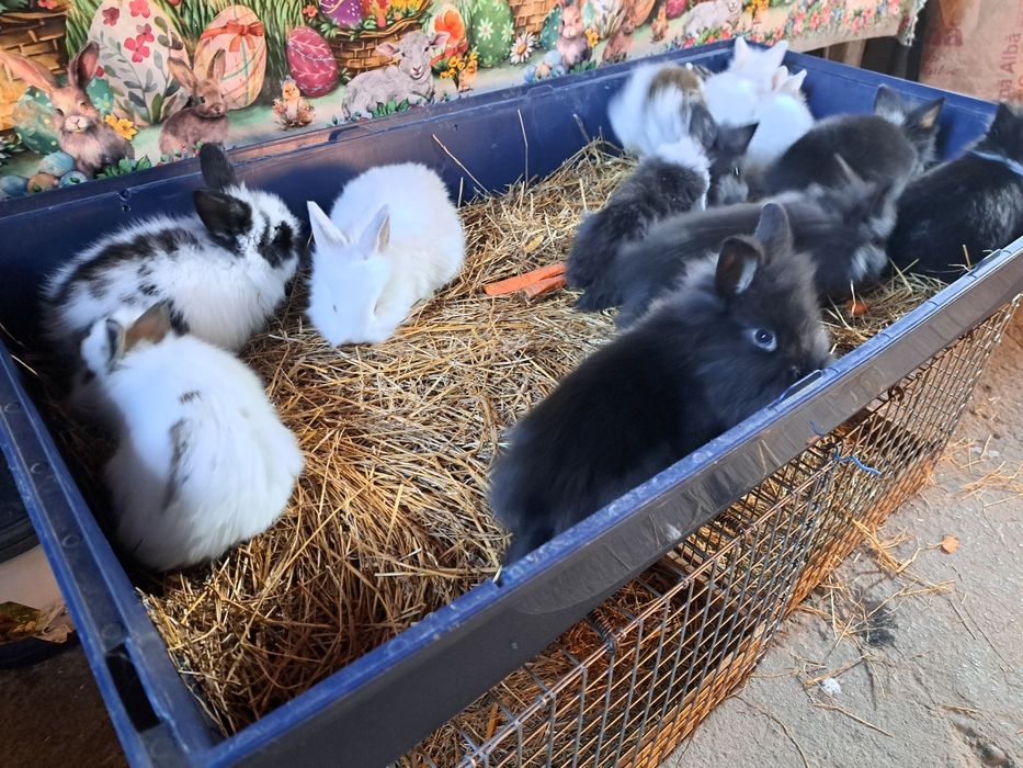 Vand iepurasi cap de leu pitic diferite culori