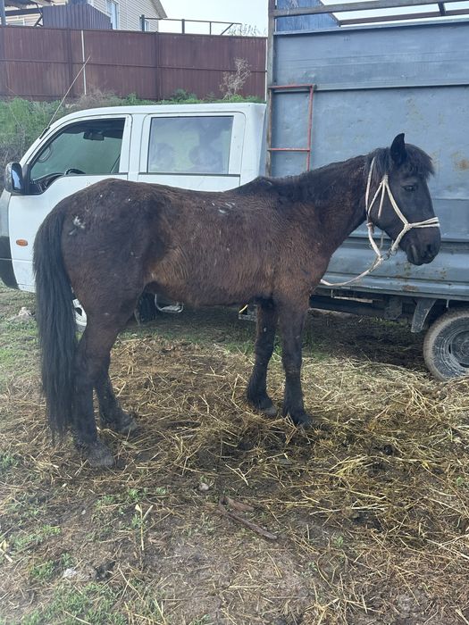 Пішпе мерин пишпе лошадь конь