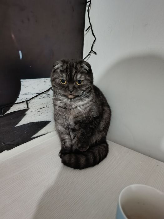 Отдам кошку в добрые руки