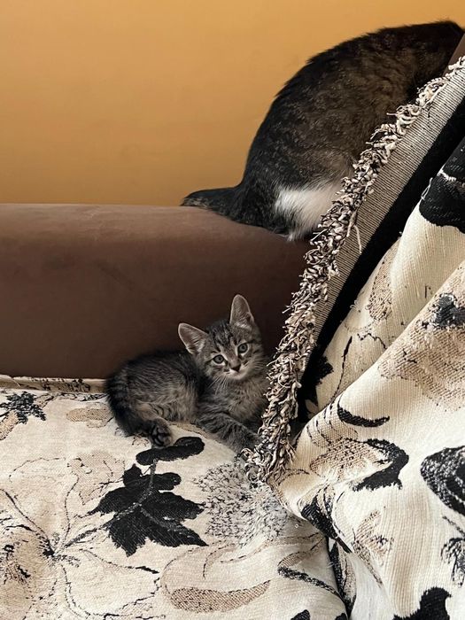 Котята в хорошие руки