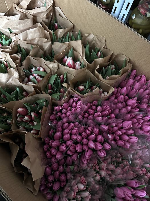 Тюльпаны Большие, Пионовидные