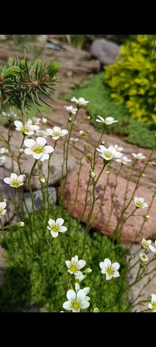 Цветы разные продам