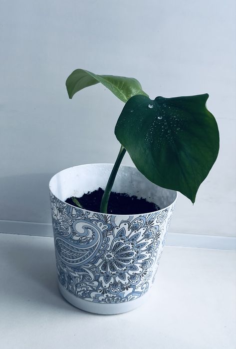 Комнатный цветок «Монстера»