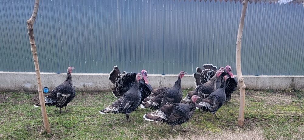 Vand curci si curcani