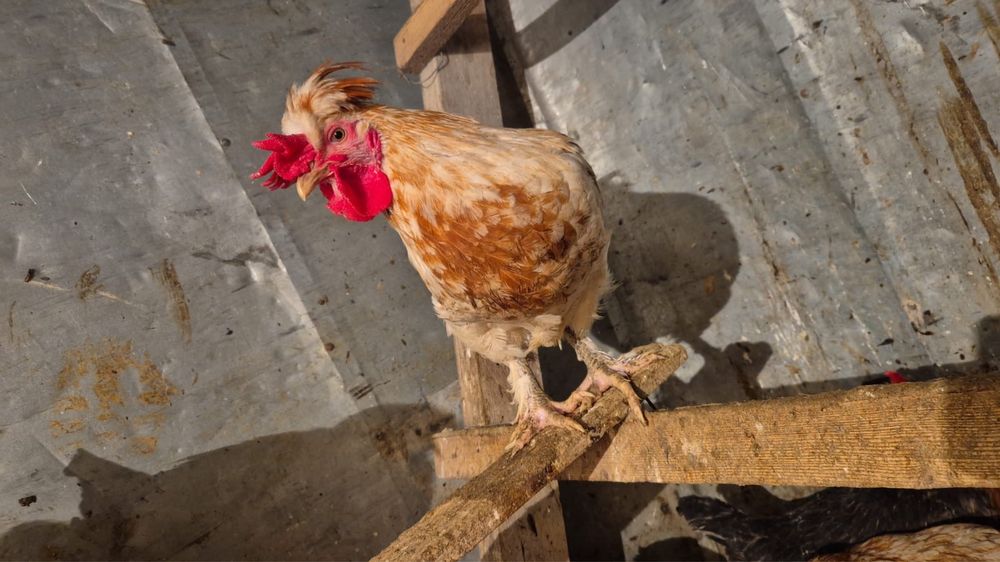 продам петухи молодые хорошие