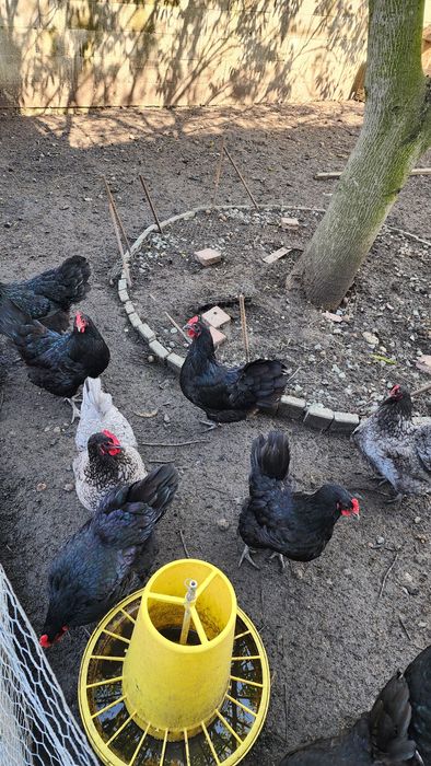 Găini Australorp