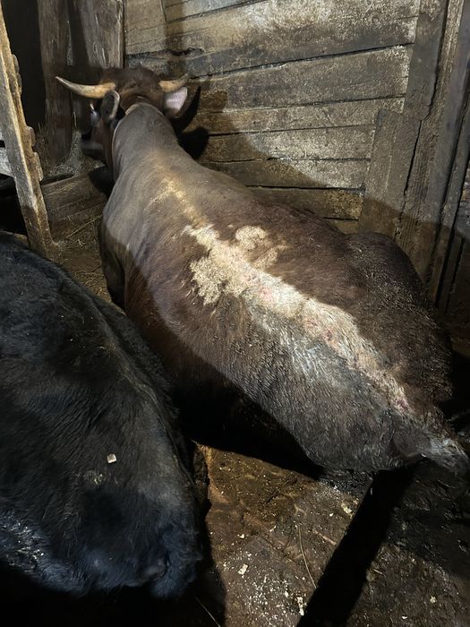 Продам КРС Бык и коровы