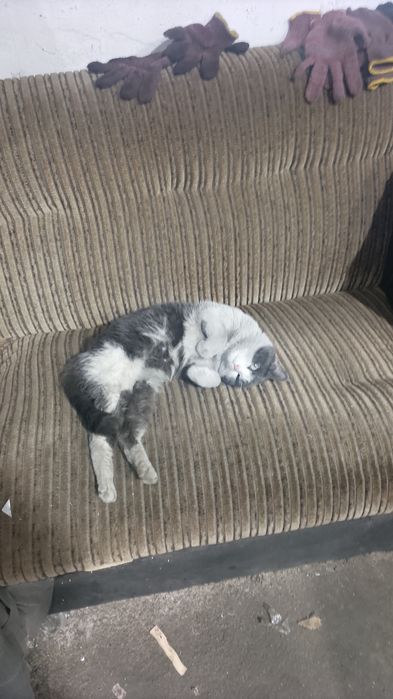 Кот молодой 1.5г не кастрирован