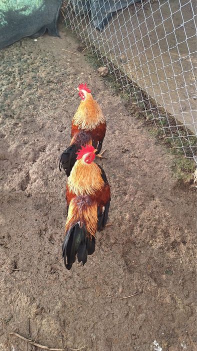 Cocosi olandezi talie mica