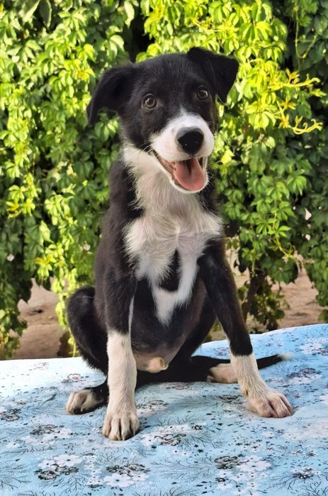 Подарите малышу семью