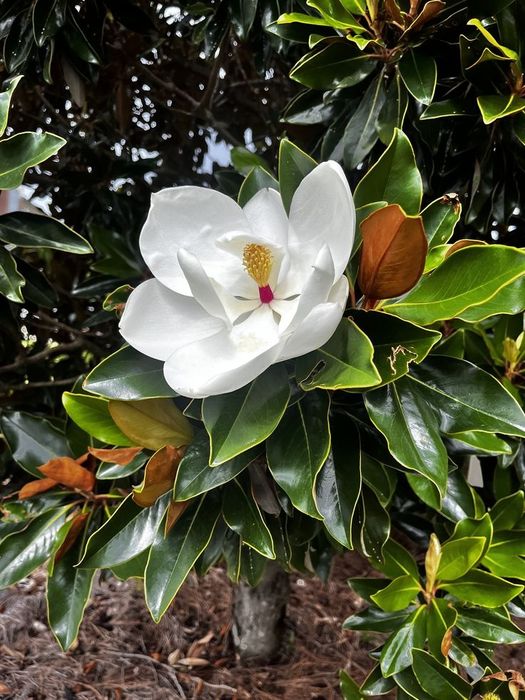 Magnolia Grandiflora Goliat la ghiveci anul 4