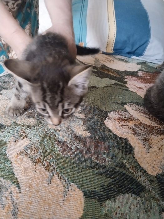 Отдам котят в хорошие руки