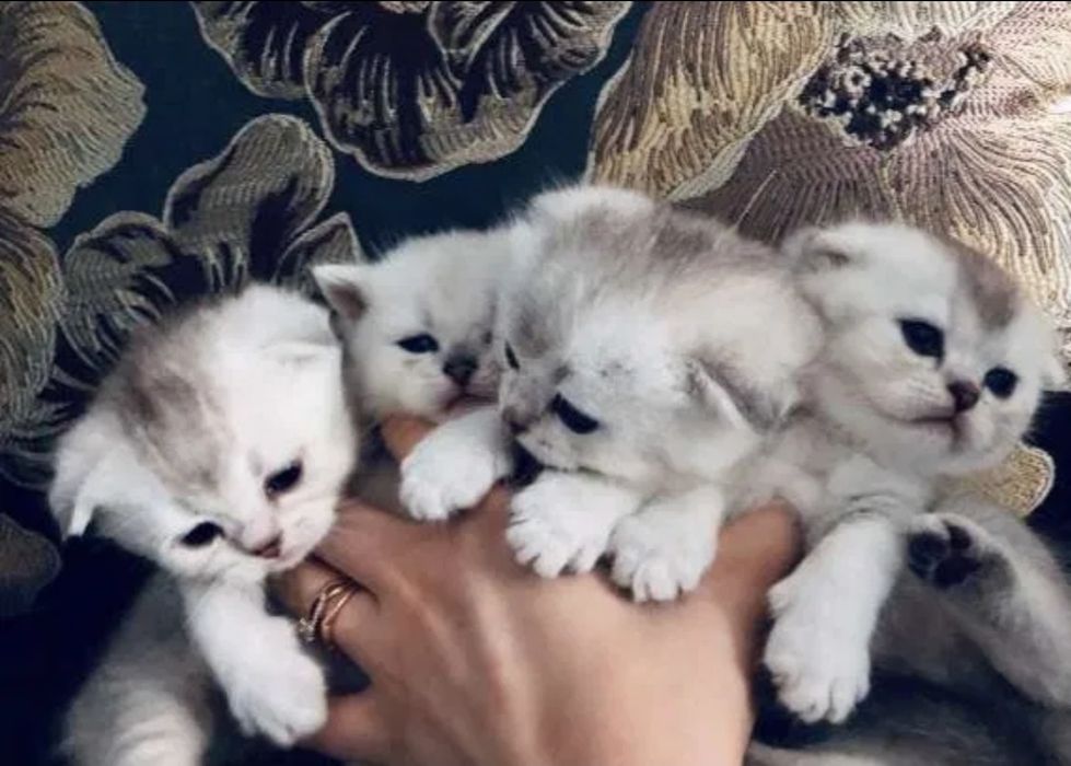Продаются  котята шиншиллы