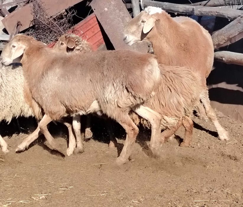 Продам барана гиссар