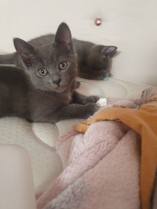 Котята маленькие