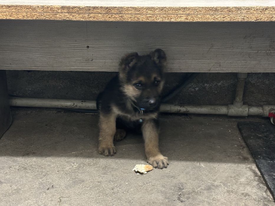 Немецкая  овчарка