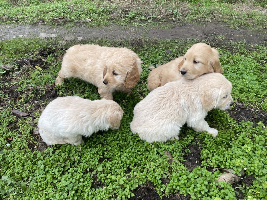 Продавам Голдън Ретривър