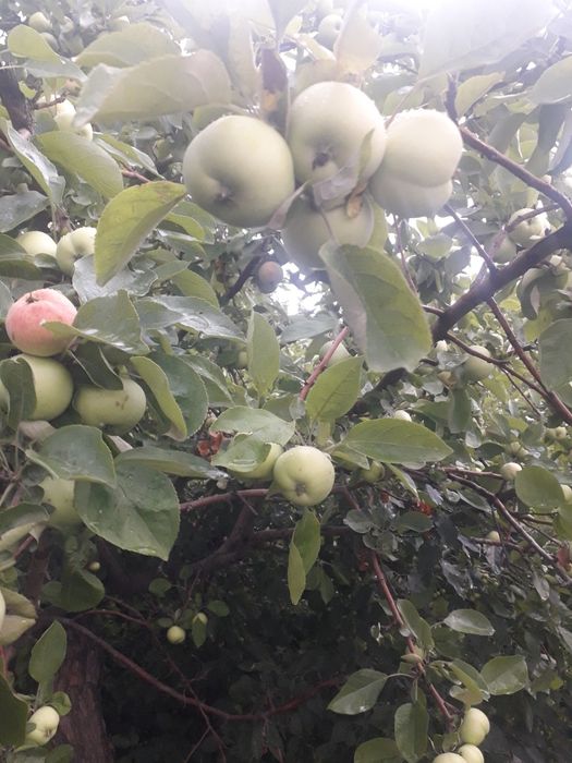 Продам(сдам) дачу сад Южный.