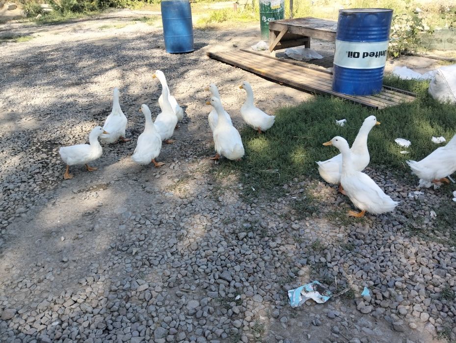 Продам  Уток пекинских домашних