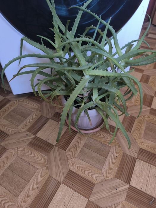 Алоэ столистник лечебный