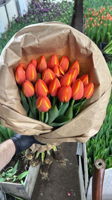 Тюльпаны оптом и в розницу