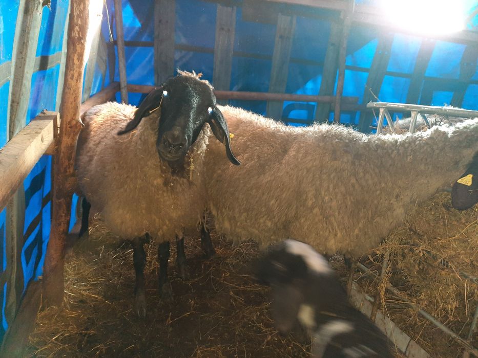 Carabase sârbești  se vând doar toate