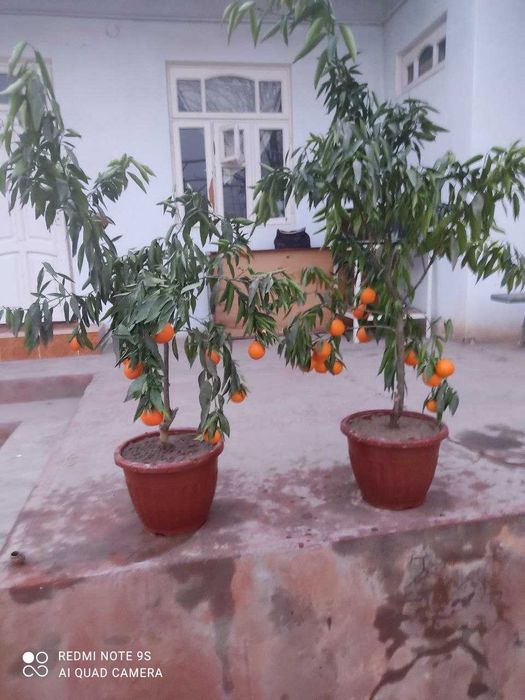 Хосилдорлиги юқори навли лимон. апелсин ва мандарин кўчатларимиз бор .