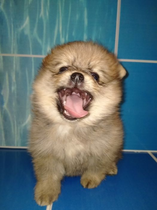 Померанский шпиц