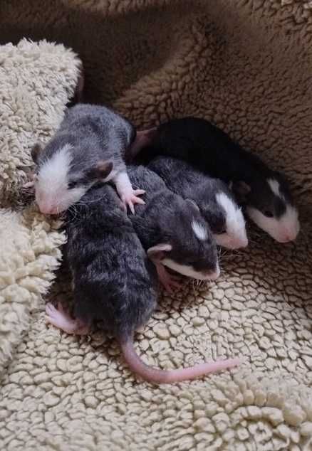 Кучерявые Крысы Хаски