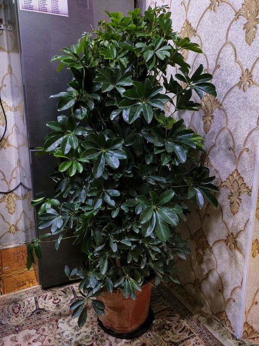 Цветы комнатные, доставка