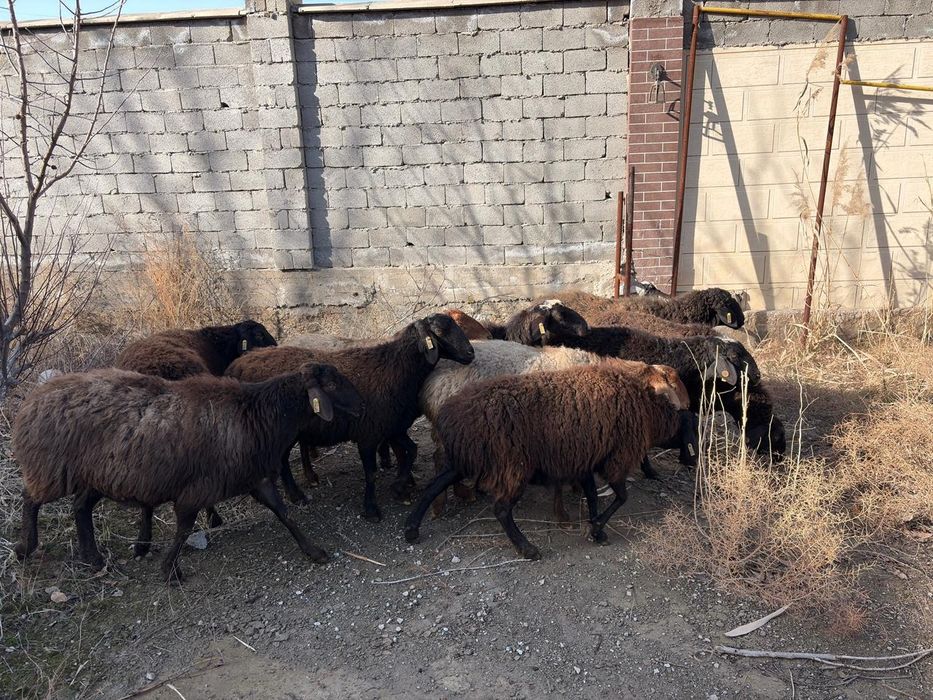 Буаз саулық қойлар сатылады!