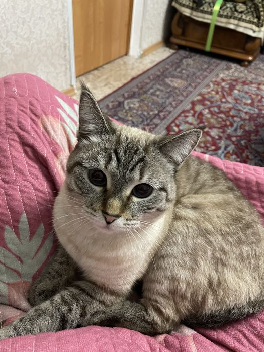 Отдам кошку в добрые руки