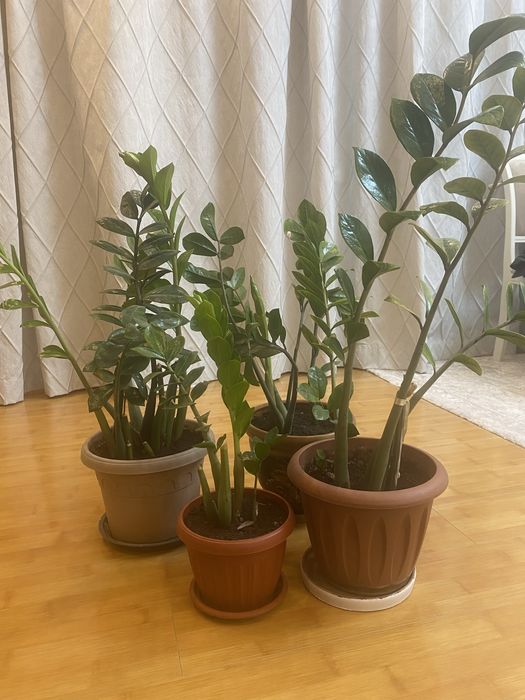 Комнатные растения