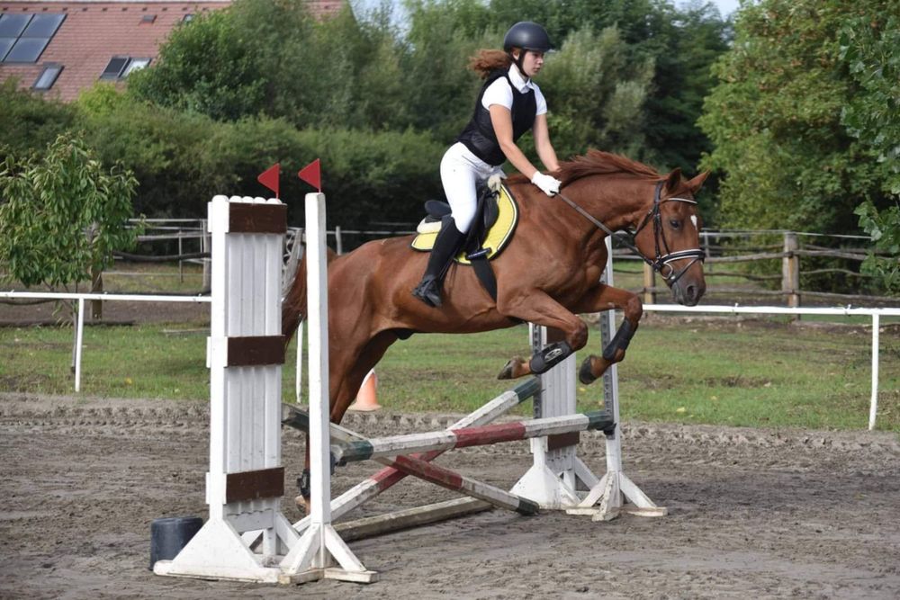 Cal cuminte de vânzare.