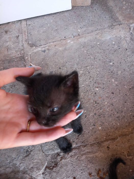 Подаряват се малки котета