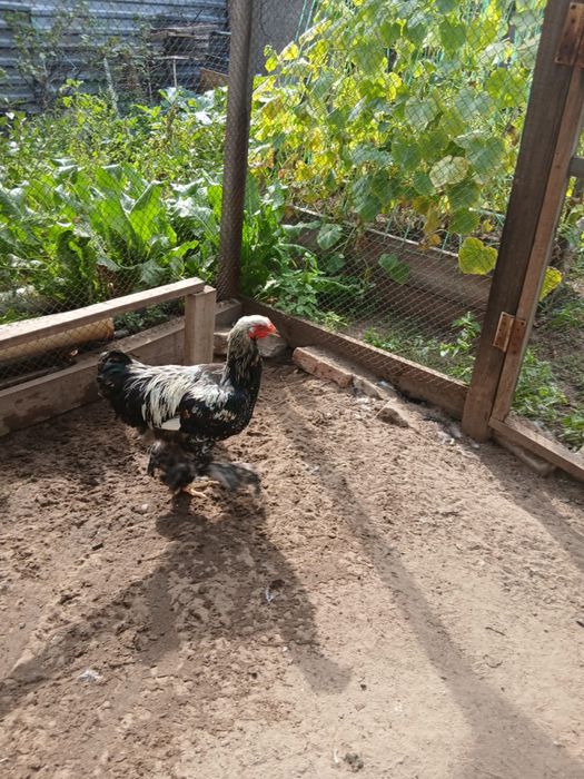 Продам петухов брама