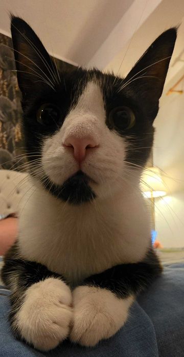 Adoptie pisica sterilizata tuxedo